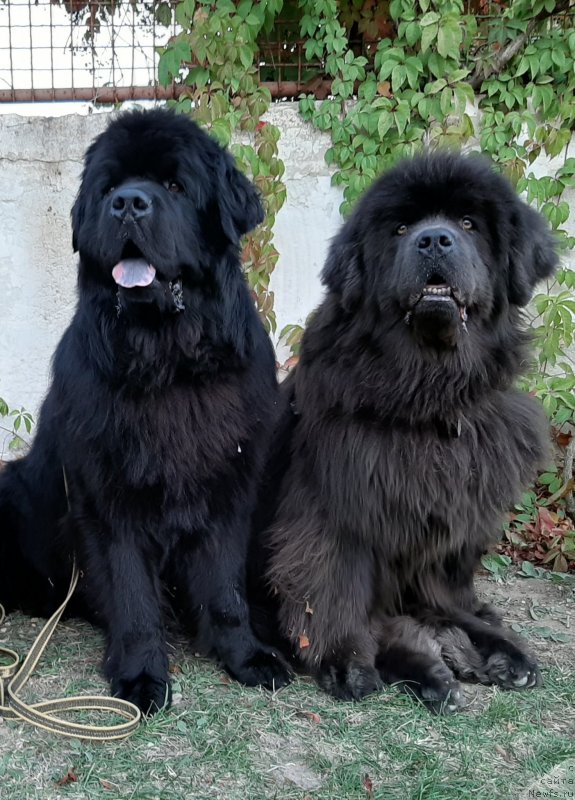 Фотография № 247655