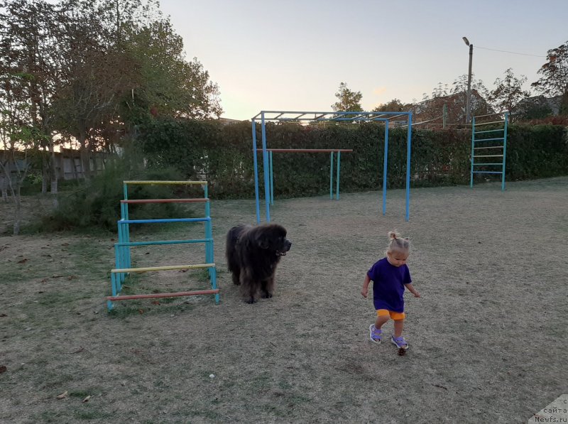 Фото: ньюфаундленд Дюрбахлер Клаб Альфаретта Виньетта