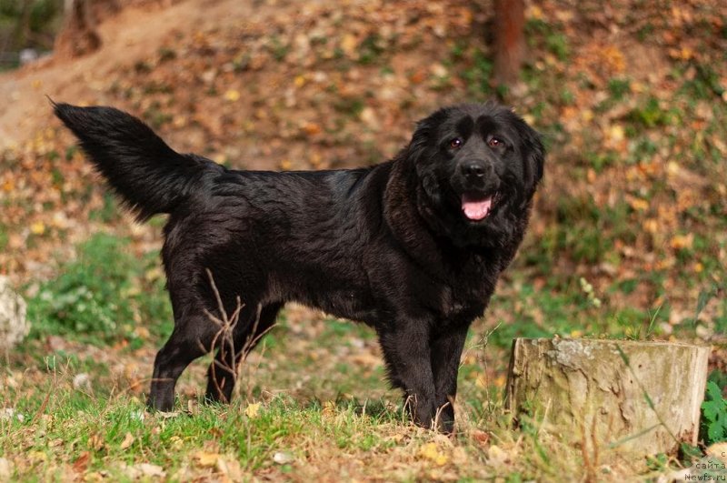 Фотография № 247659