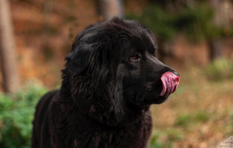 Фотография № 247661