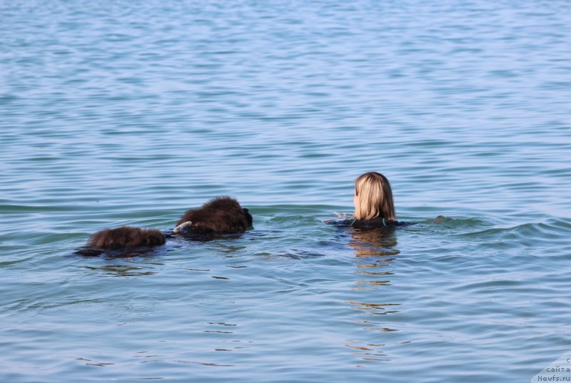 Фото: ньюфаундленд Дюрбахлер Клаб Альфаретта Виньетта, Анастасия Киреева