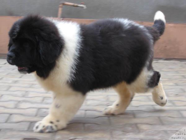 Фото: ньюфаундленд Находка Для Души с Берега Дона (Nahodka Dlya Dushi s Berega Dona)