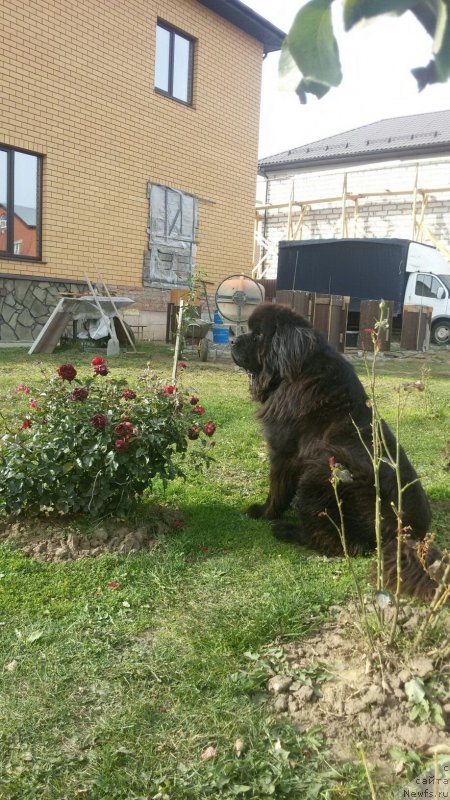 Фото: ньюфаундленд Сириус Большой Пес