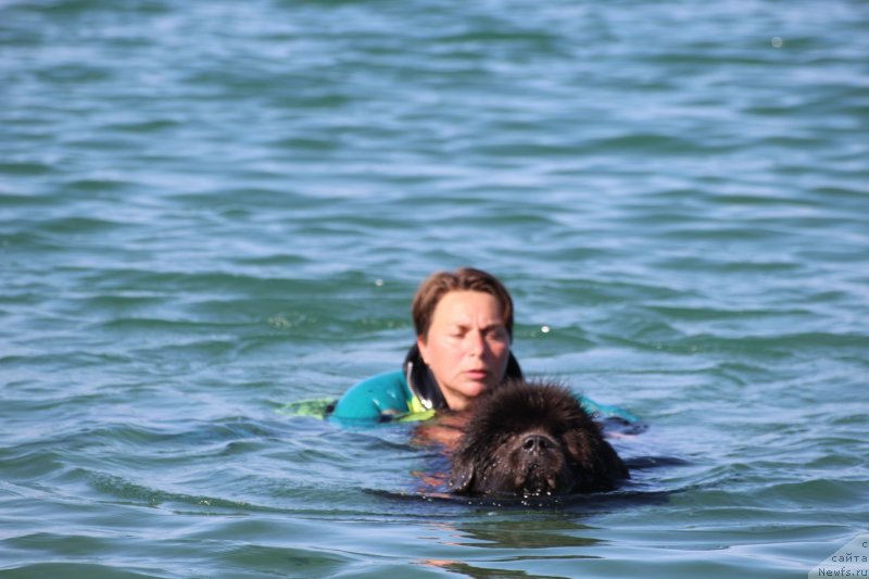 Фото: ньюфаундленд Мелти Вейв Марин Тифея (Melty Wave Marine Tifeya)