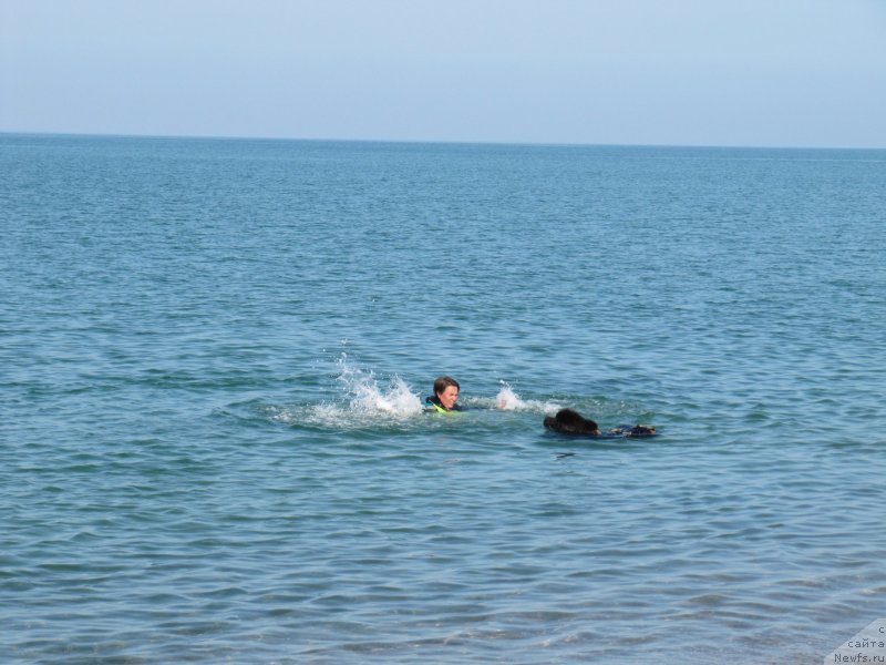 Фото: ньюфаундленд Мелти Вейв Марин Тифея (Melty Wave Marine Tifeya)