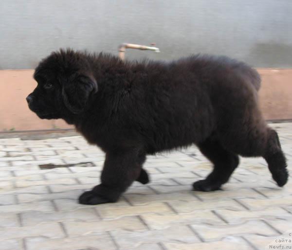 Фото: ньюфаундленд Новая Сказка с Берега Дона (Novaya Skazka s Berega Dona)