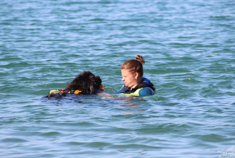 Фото: ньюфаундленд Мелти Вейв Марин Тифея (Melty Wave Marine Tifeya)