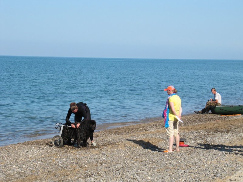 Фото: ньюфаундленд Мелти Вейв Марин Тифея (Melty Wave Marine Tifeya), Анна Петрушкина