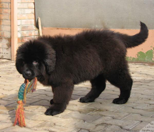 Фото: ньюфаундленд Новая Сказка с Берега Дона (Novaya Skazka s Berega Dona)