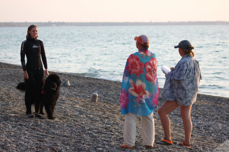 Фото: ньюфаундленд Риччи с Берега Дона (Richchi s Berega Dona), Анастасия Киреева