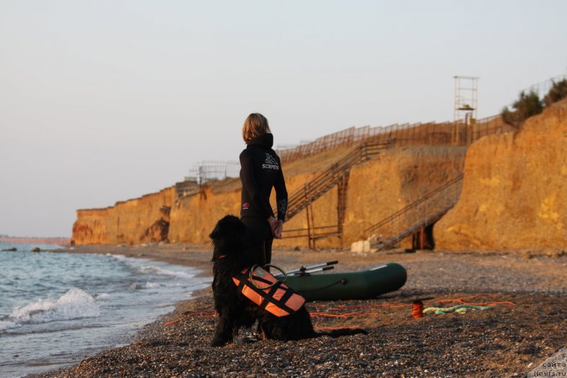 Фото: ньюфаундленд Риччи с Берега Дона (Richchi s Berega Dona), Анастасия Киреева