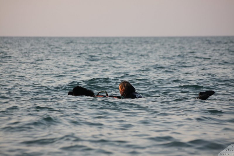 Фото: ньюфаундленд Риччи с Берега Дона (Richchi s Berega Dona), Анастасия Киреева