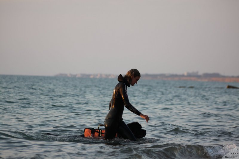 Фото: ньюфаундленд Риччи с Берега Дона (Richchi s Berega Dona), Анастасия Киреева