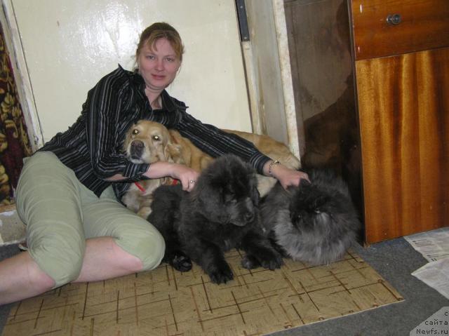 Фото: Анна Петрушкина, ньюфаундленд Дюрбахлер Клаб Альфаретта Виньетта, Лиса, Яша