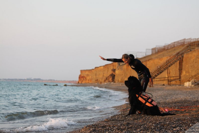 Фото: ньюфаундленд Риччи с Берега Дона (Richchi s Berega Dona), Анастасия Киреева
