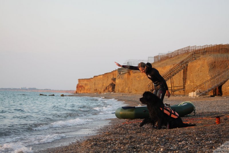 Фото: ньюфаундленд Риччи с Берега Дона (Richchi s Berega Dona), Анастасия Киреева