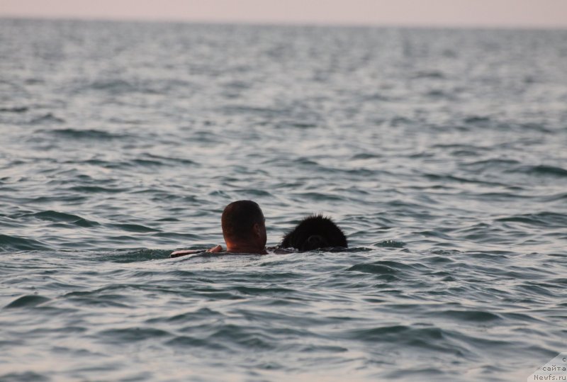 Фото: ньюфаундленд Риччи с Берега Дона (Richchi s Berega Dona)