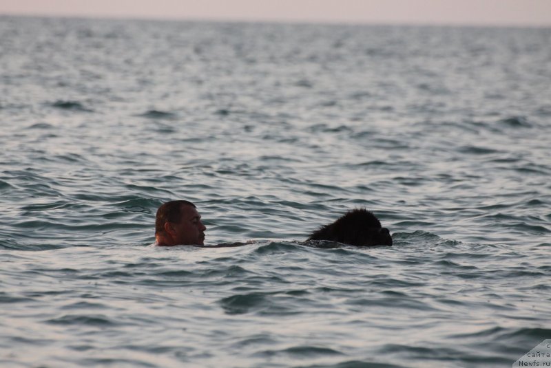 Фото: ньюфаундленд Риччи с Берега Дона (Richchi s Berega Dona)