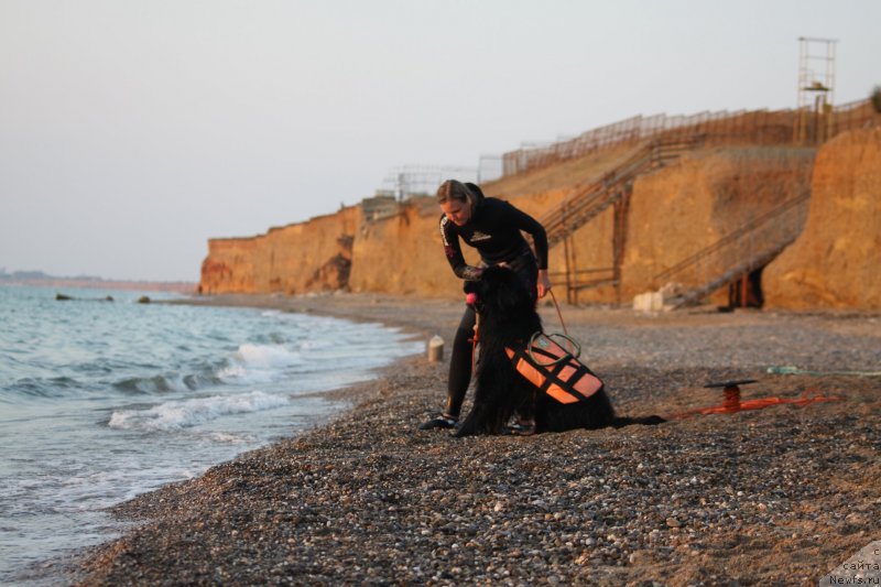 Фото: ньюфаундленд Риччи с Берега Дона (Richchi s Berega Dona), Анастасия Киреева