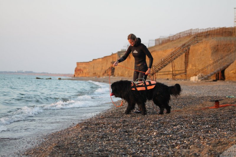 Фото: ньюфаундленд Риччи с Берега Дона (Richchi s Berega Dona), Анастасия Киреева