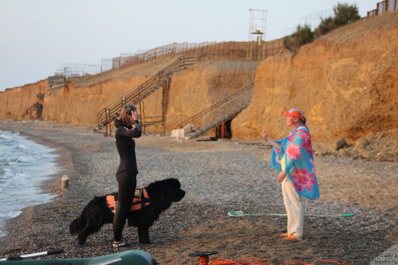 Фото: ньюфаундленд Риччи с Берега Дона (Richchi s Berega Dona), Анастасия Киреева