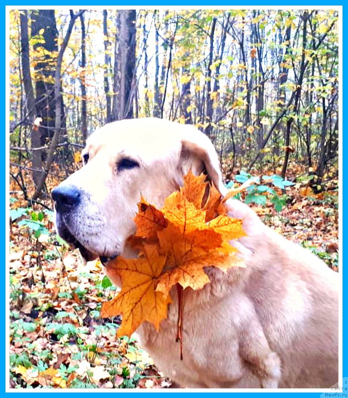 Фотография № 247739