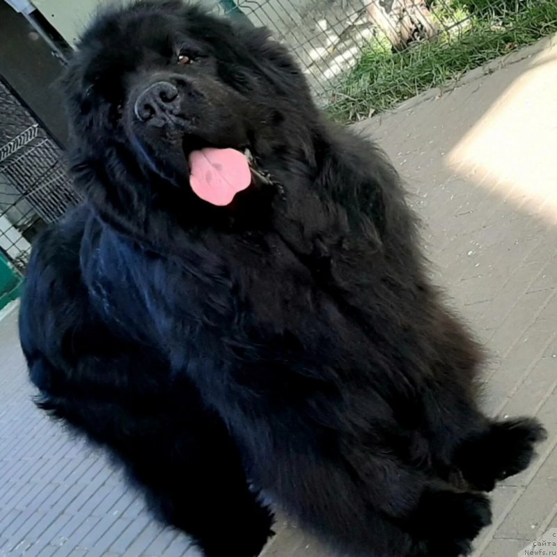 Фото: ньюфаундленд Жгучий Брюнет, ньюфаундленд Жгучий Брюнет