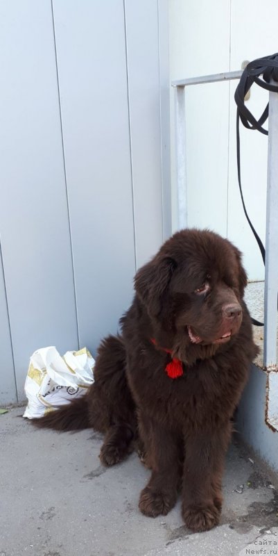 Фотография № 247779