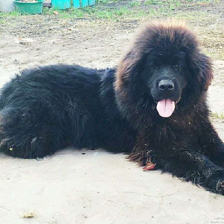 Фото: ньюфаундленд Май Френд Ньюфи Командор Крузо