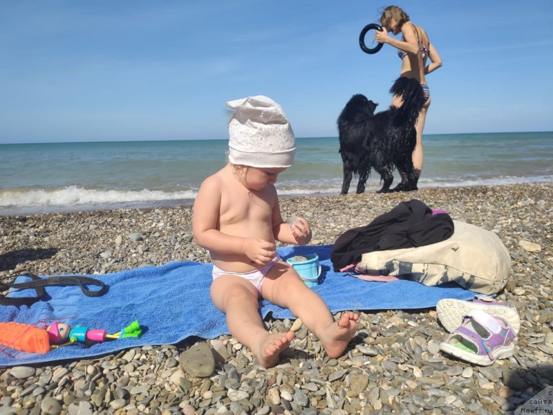 Фото: ньюфаундленд Риччи с Берега Дона (Richchi s Berega Dona), Анастасия Киреева