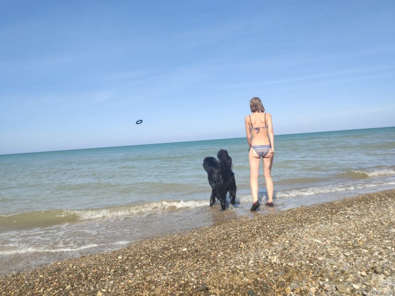 Фото: ньюфаундленд Риччи с Берега Дона (Richchi s Berega Dona), Анастасия Киреева