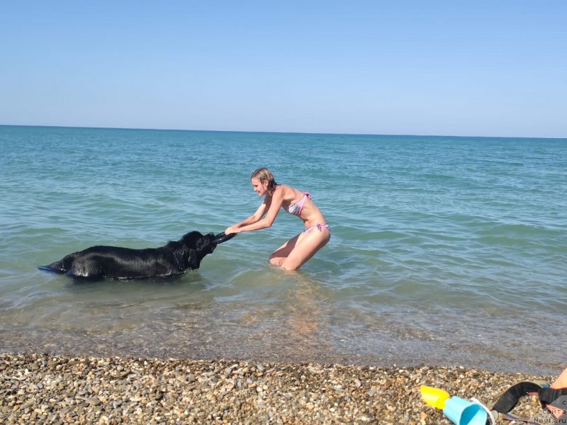 Фото: ньюфаундленд Риччи с Берега Дона (Richchi s Berega Dona), Анастасия Киреева