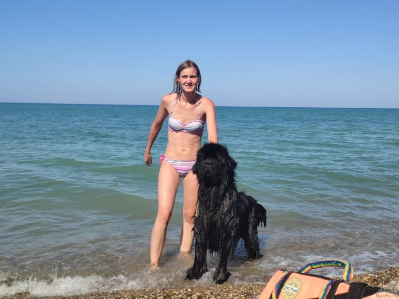 Фото: ньюфаундленд Риччи с Берега Дона (Richchi s Berega Dona), Анастасия Киреева