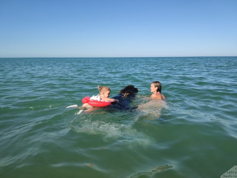 Фото: ньюфаундленд Дюрбахлер Клаб Альфаретта Виньетта, Анастасия Киреева