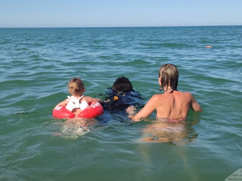 Фото: ньюфаундленд Мелти Вейв Марин Тифея (Melty Wave Marine Tifeya)