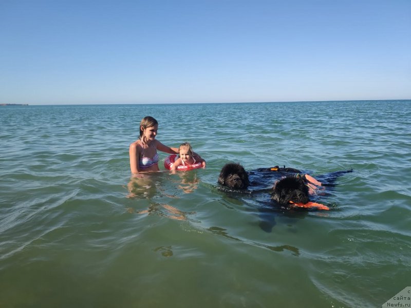 Фото: ньюфаундленд Мелти Вейв Марин Тифея (Melty Wave Marine Tifeya), ньюфаундленд Риччи с Берега Дона (Richchi s Berega Dona), Анастасия Киреева