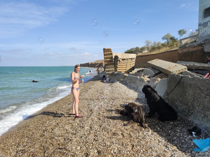 Фото: ньюфаундленд Дюрбахлер Клаб Альфаретта Виньетта, ньюфаундленд Риччи с Берега Дона (Richchi s Berega Dona), Анастасия Киреева