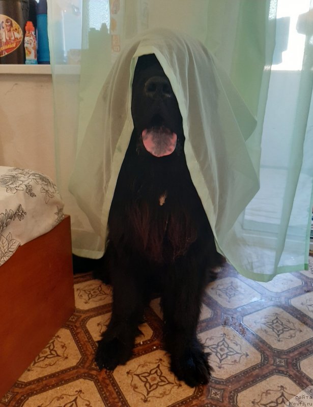 Фото: ньюфаундленд Риччи с Берега Дона (Richchi s Berega Dona)