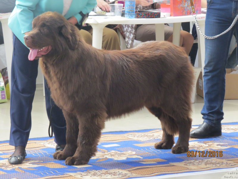Фото: ньюфаундленд Хит Шелико Дольче Вита (Hit Sheliko Dolce Vita)