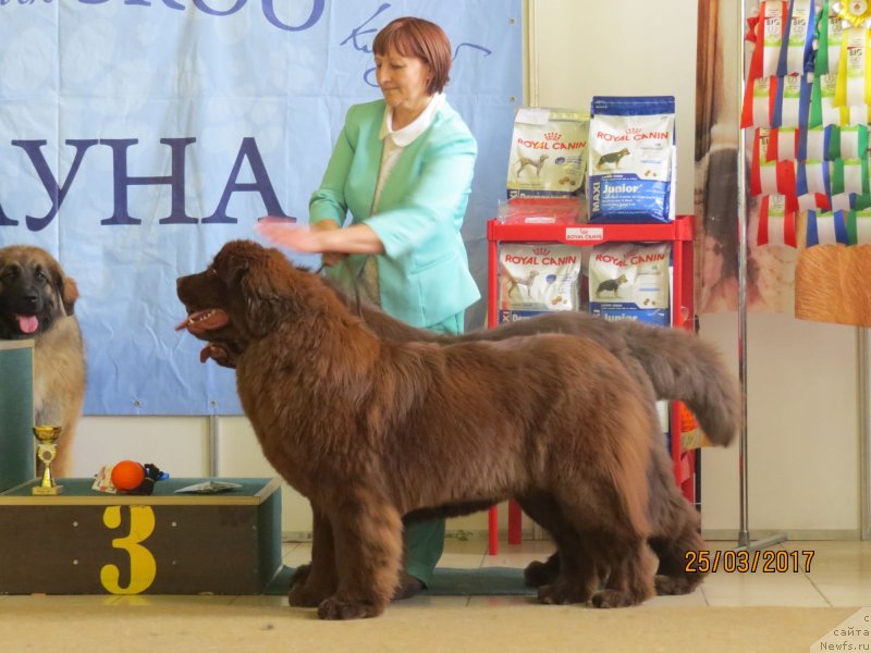 Фото: ньюфаундленд Хит Шелико Дольче Вита (Hit Sheliko Dolce Vita), ньюфаундленд Хит Шелико Голден Черри Браун