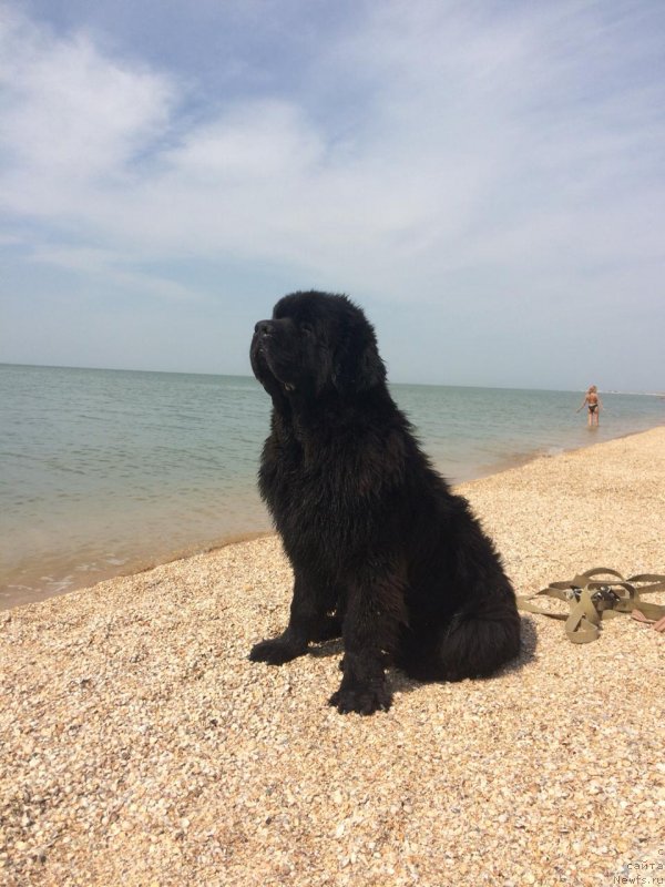 Фото: ньюфаундленд Браунблад МСК Брейв Найт Беннет (Brownblood MSK Brave Night Bennet)