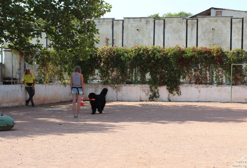 Фото: ньюфаундленд Риччи с Берега Дона (Richchi s Berega Dona), Анастасия Киреева