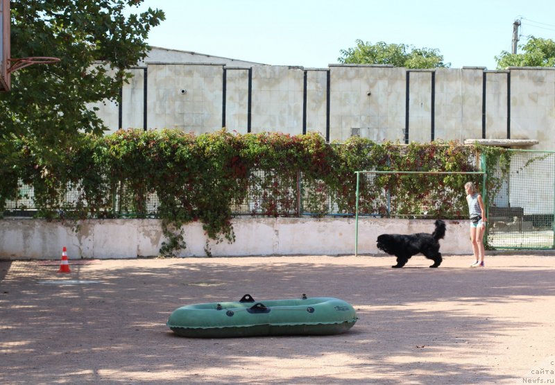 Фото: ньюфаундленд Риччи с Берега Дона (Richchi s Berega Dona), Анастасия Киреева