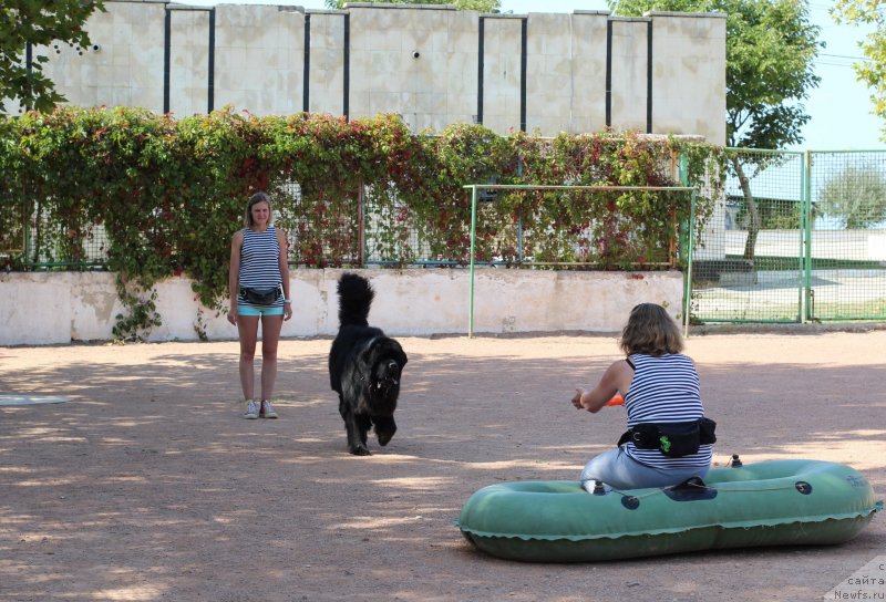 Фото: ньюфаундленд Риччи с Берега Дона (Richchi s Berega Dona), Анастасия Киреева