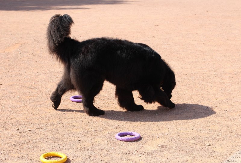 Фотография № 247840