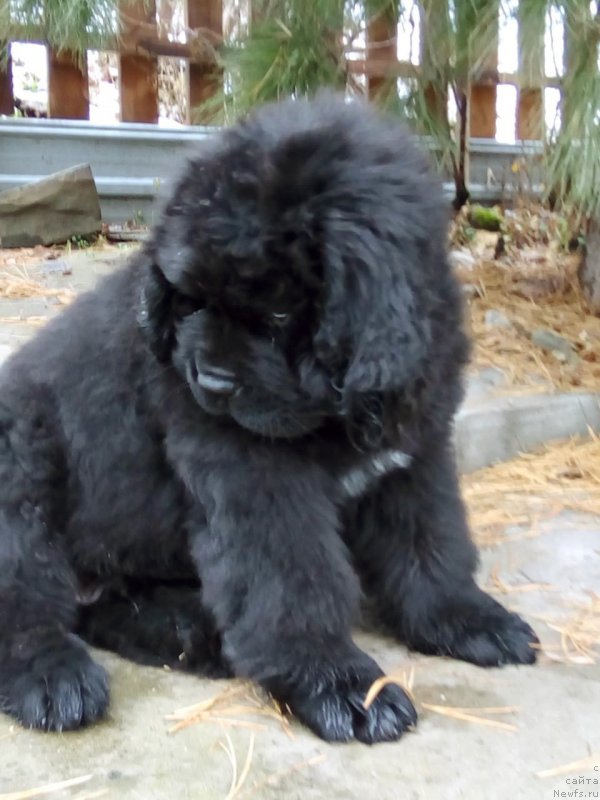 Фото: ньюфаундленд Элефант из Племени Кедра (Elefant iz Plemeni Kedra)