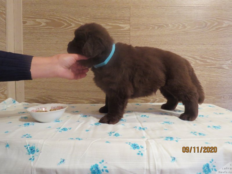 Фото: Хит Шелико Империал Супер Премиум