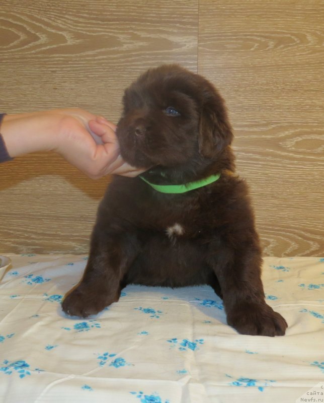 Фото: Хит Шелико Инсендио Диаманте