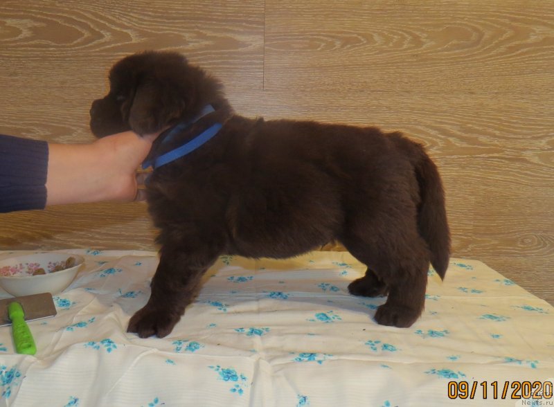 Фото: Хит Шелико Идеал Дель Маре