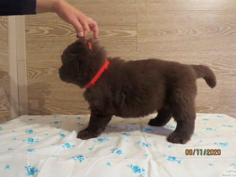 Фото: Хит Шелико Интарсия Бруна Валоро